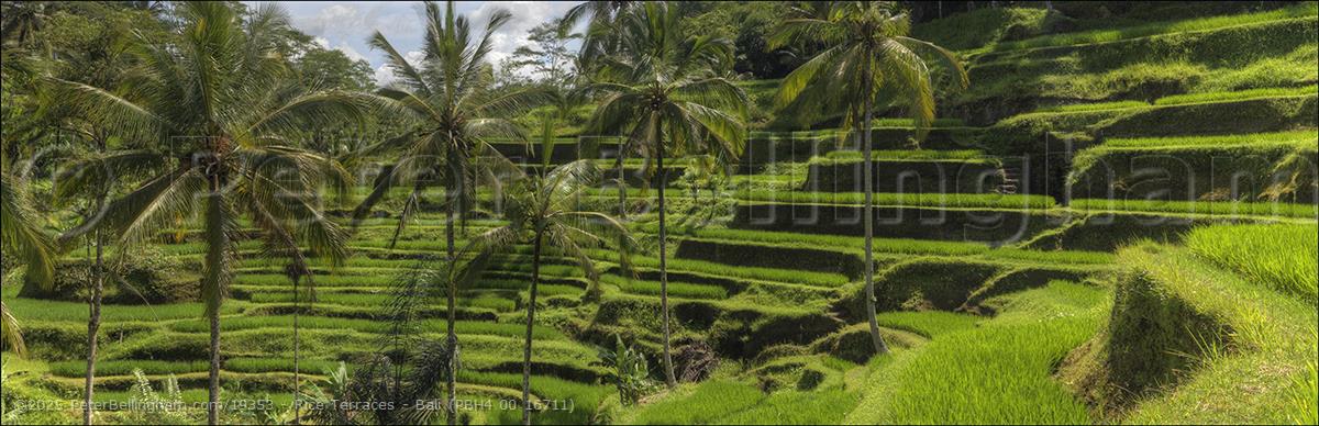 Peter Bellingham Photography Rice Terraces - Bali (PBH4 00 16711)
